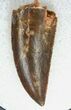 Gorgeous Raptor Tooth From Morocco - #19258-1